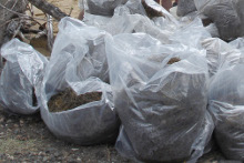 Bags of invasive seaweed